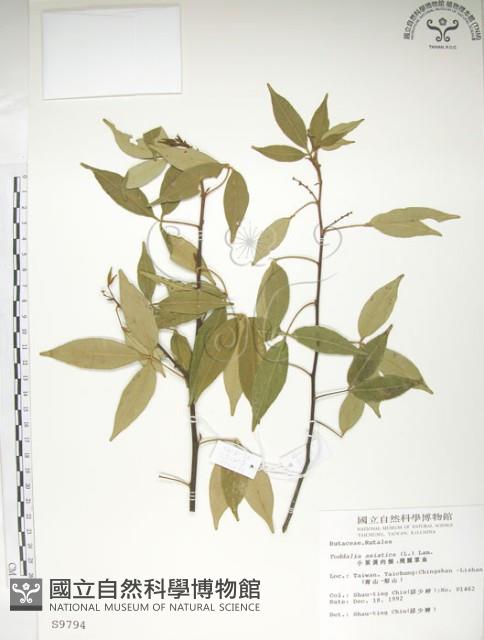 飛龍掌血藏品圖，第1張