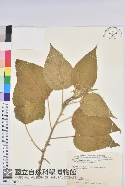 臺灣鐵莧藏品圖，第1張