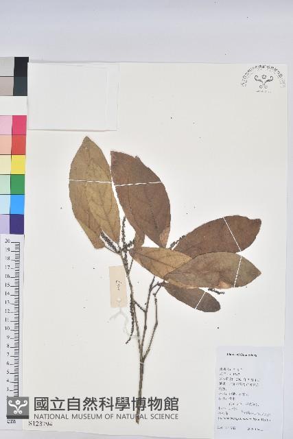 棒柄花藏品圖，第1張