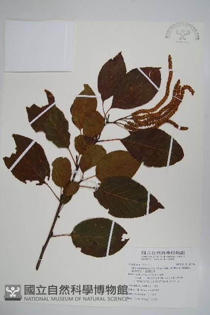 臺灣赤楊、臺灣榿木藏品圖，第1張