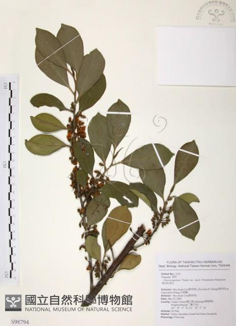 森氏紅淡比藏品圖，第1張