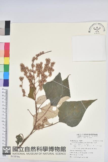 白匏子藏品圖，第1張