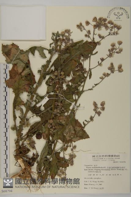 裂葉艾納香藏品圖，第1張