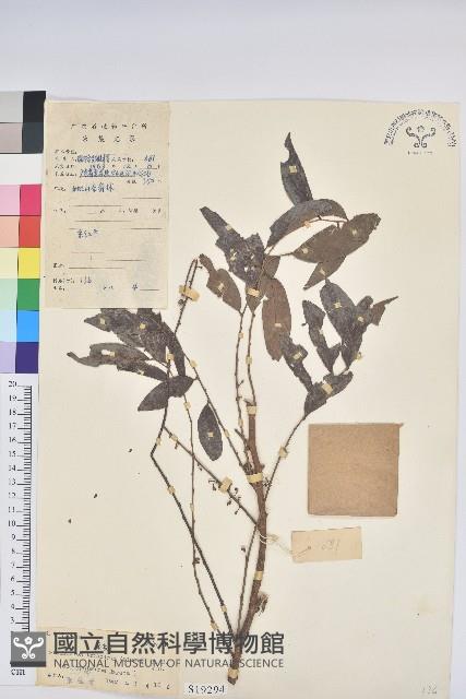 果盒子藏品圖，第1張