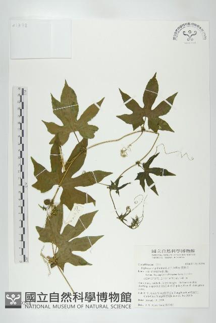 雙輪瓜藏品圖，第1張