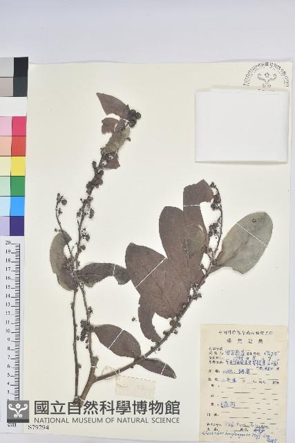 香港算盤子藏品圖，第1張