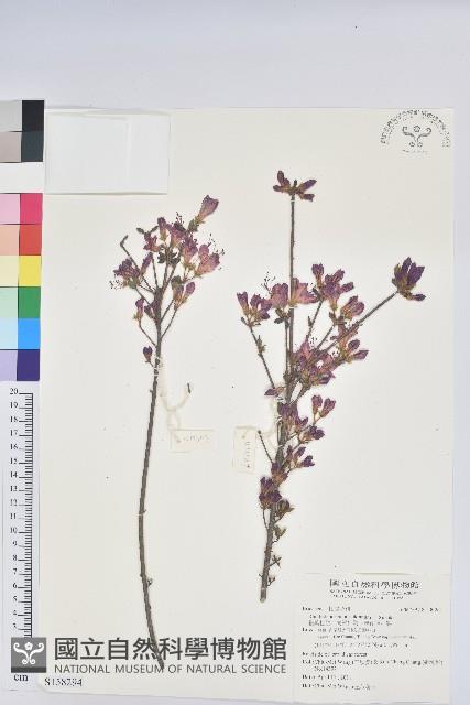 細葉杜鵑、南湖杜鵑、志佳陽杜鵑藏品圖，第1張