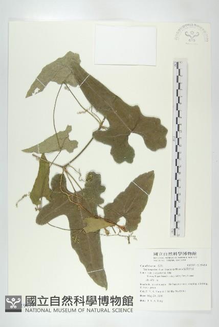 王瓜藏品圖，第1張