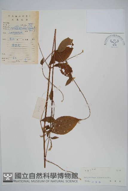 牛膝藏品圖，第1張