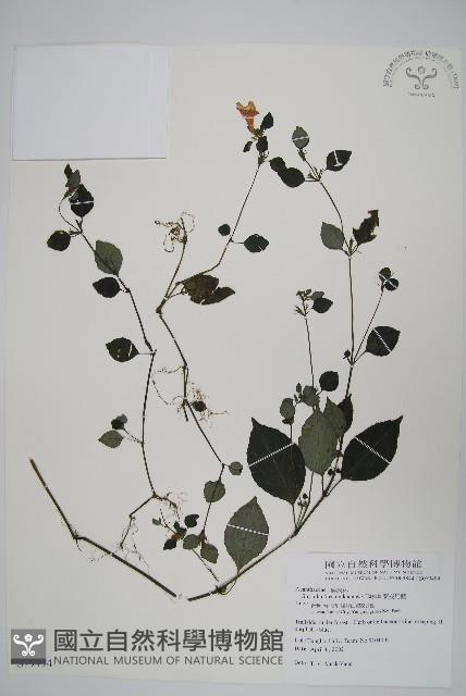 蘭嵌馬藍藏品圖，第1張