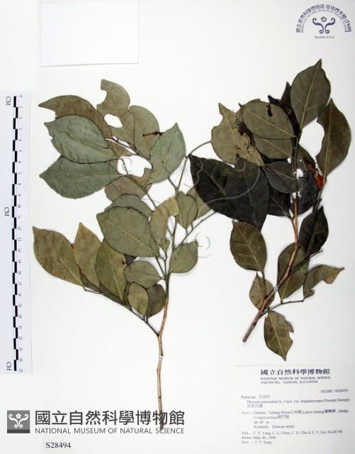 長果月橘藏品圖，第1張