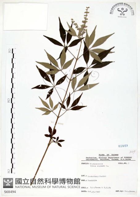 黃荊藏品圖，第1張