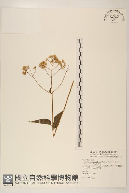 田代氏澤蘭藏品圖，第1張