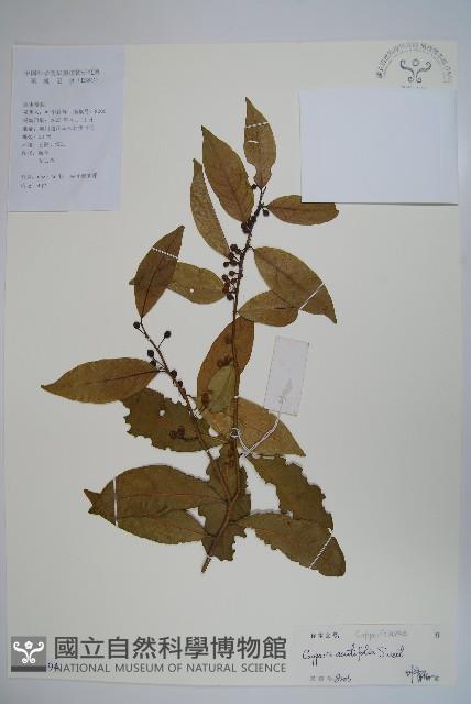 銳葉山柑藏品圖，第1張