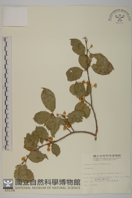 登錄號:S009194藏品圖，第1張