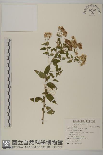 絨山白蘭藏品圖，第1張