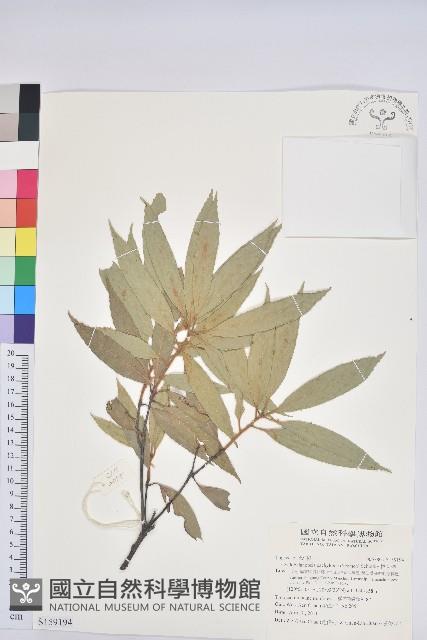 捲斗櫟藏品圖，第1張