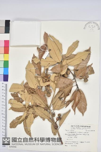 黃毛青岡藏品圖，第1張