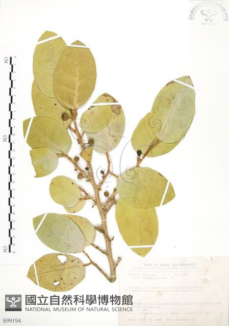 山豬枷藏品圖，第1張