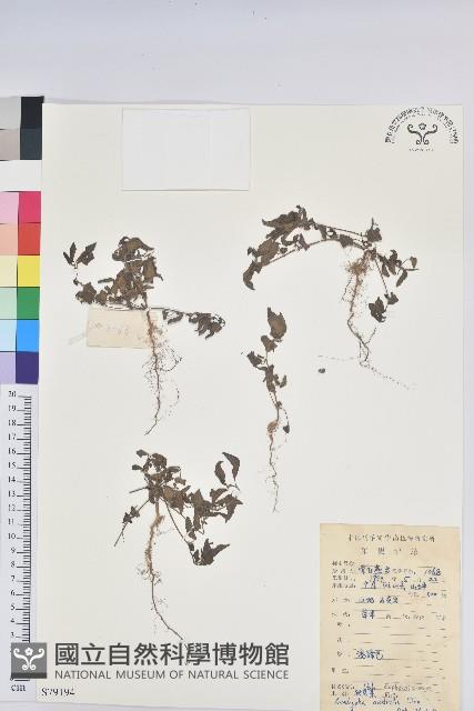 鐵莧菜藏品圖，第1張