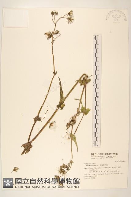 苦滇菜、苦菜藏品圖，第1張