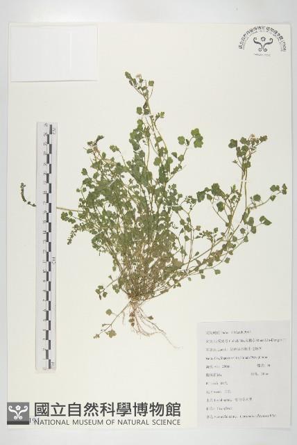 焊菜藏品圖，第1張