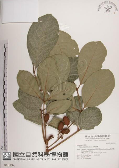 大葉樹蘭藏品圖，第1張