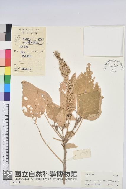 白背葉藏品圖，第1張