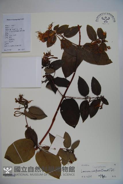 山銀花藏品圖，第1張