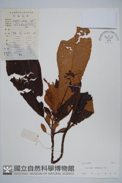 水東哥藏品圖，第1張