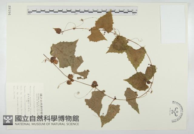 黑果馬交兒藏品圖，第1張