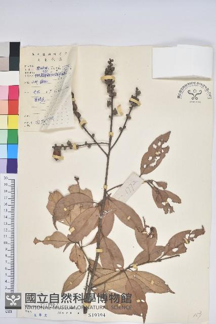 子彈石櫟藏品圖，第1張