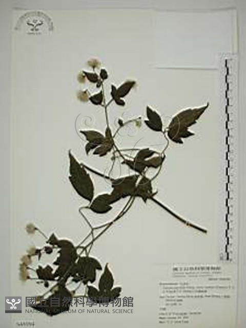 巴氏鐵線蓮藏品圖，第1張