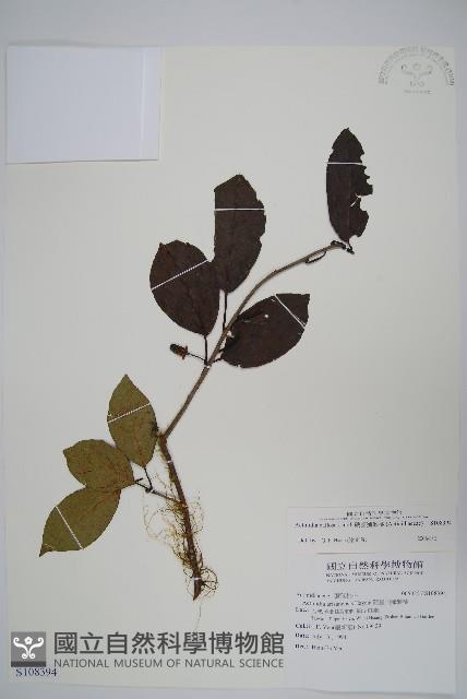 硬齒獼猴桃藏品圖，第1張