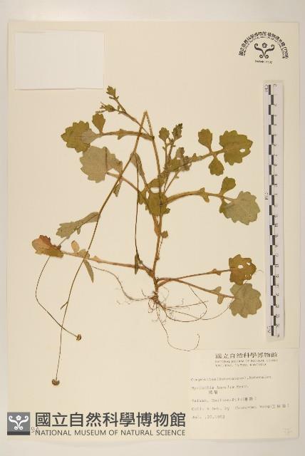 矮菊藏品圖，第1張