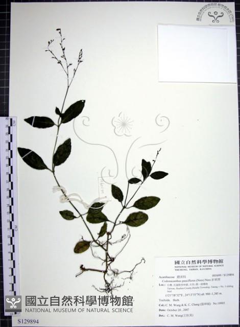 針刺草藏品圖，第1張