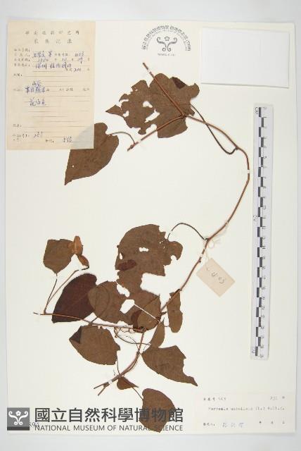 毛姬旋花藏品圖，第1張