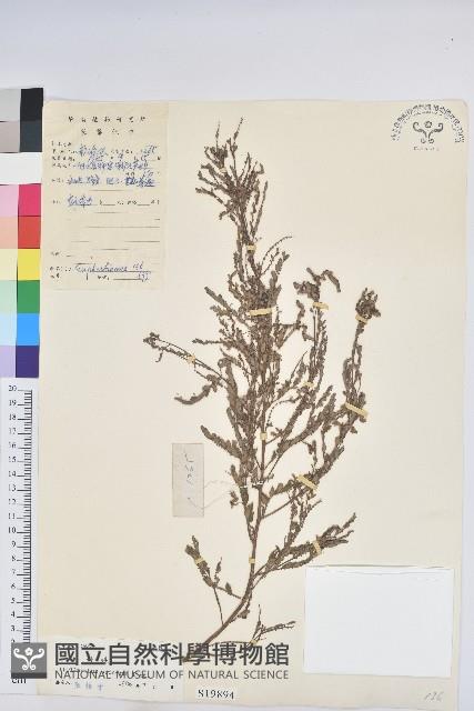 葉下珠、珠仔草藏品圖，第1張