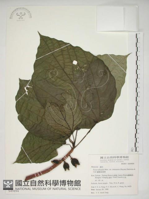 蘭嶼落葉榕藏品圖，第1張