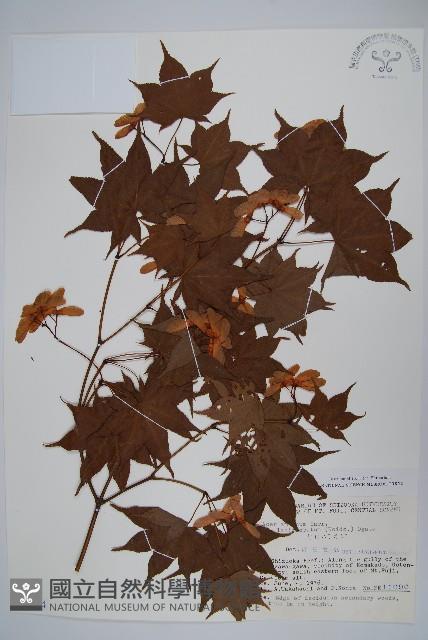 登錄號:S048894藏品圖，第1張