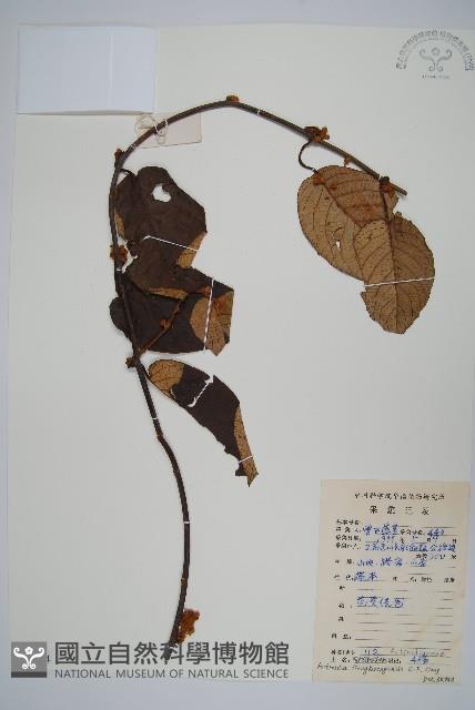 兩廣獼猴桃藏品圖，第1張