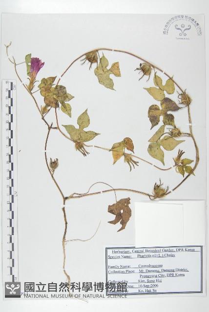 裂葉牽牛藏品圖，第1張