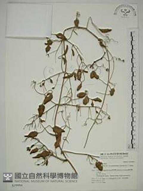 鵝鑾鼻鐵線蓮藏品圖，第1張