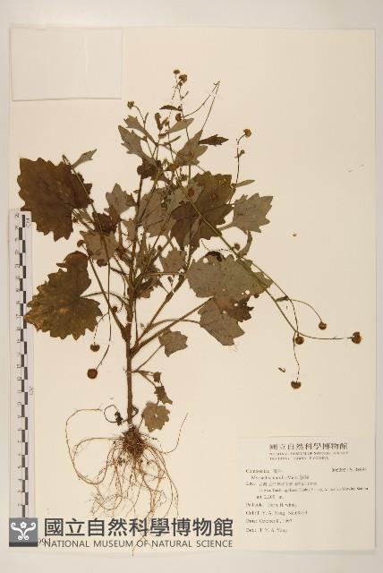 矮菊藏品圖，第1張