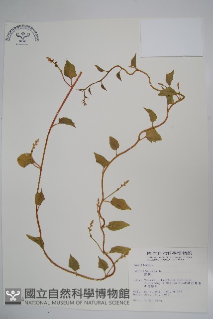 落葵藏品圖，第1張