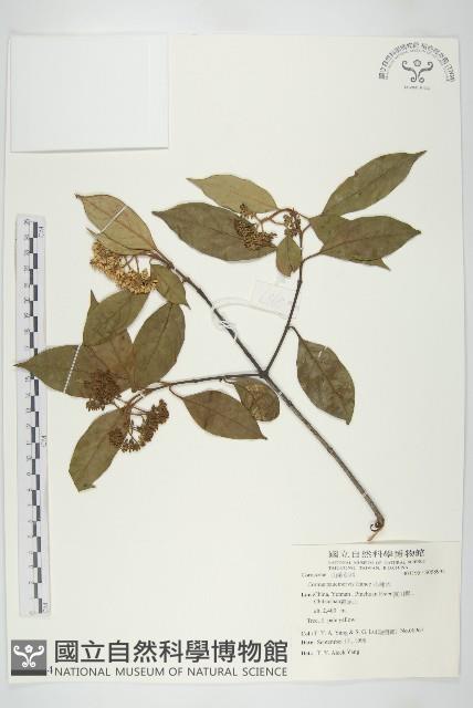 小棶木藏品圖，第1張