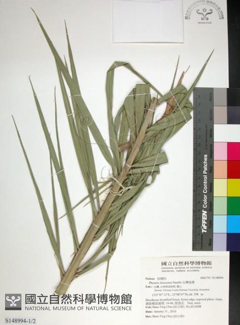 台灣海棗藏品圖，第1張