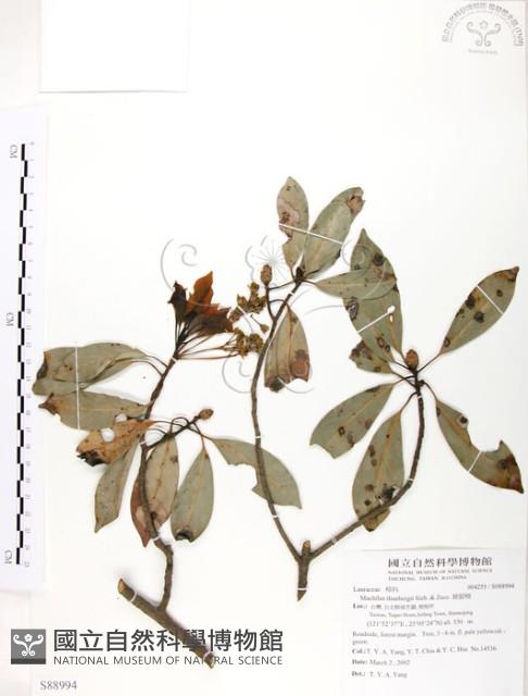 豬腳楠藏品圖，第1張