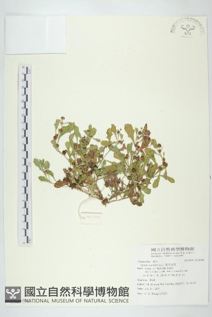 鵝不食草藏品圖，第1張