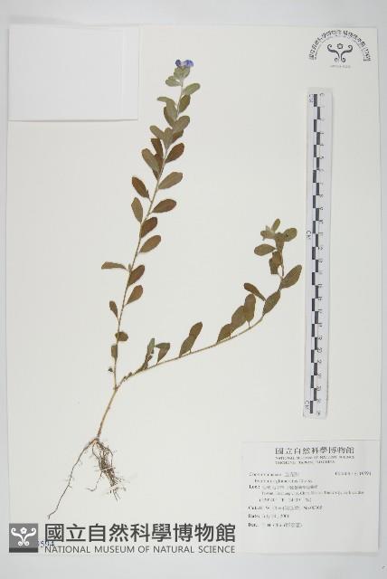 登錄號:S119594藏品圖，第1張